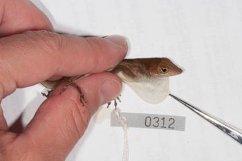 Media type: image;   Herpetology R-186218